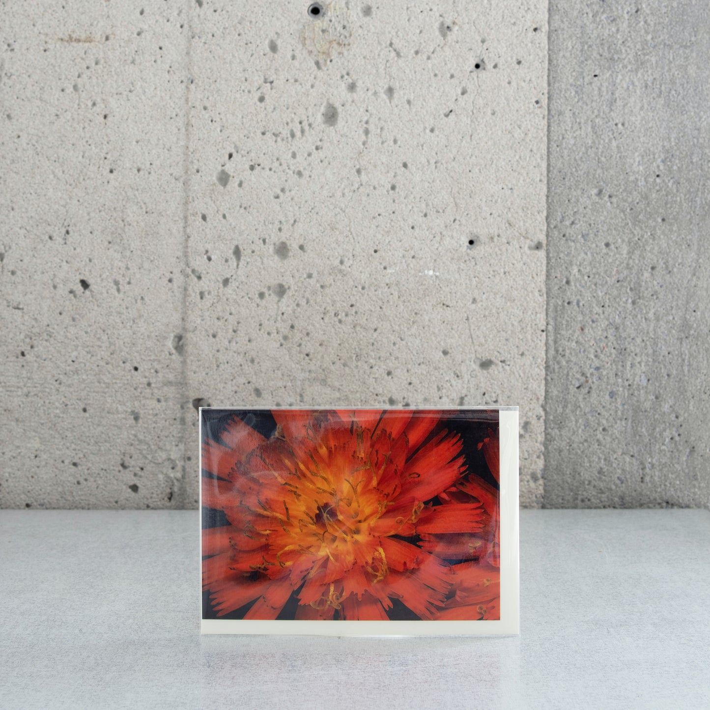 Carte pliée "Épervière"