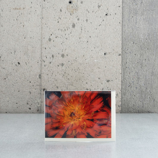 Carte pliée "Épervière"